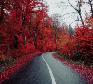 Nature's Seasons